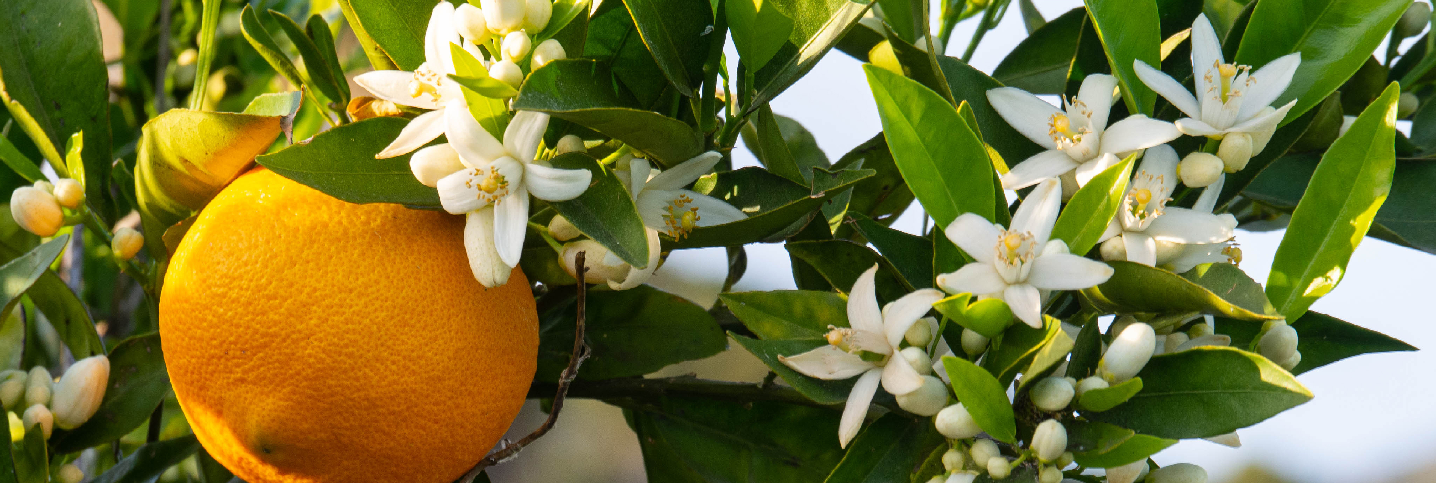 Nutrición vegetal cítricos