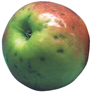 Plara en manzanas