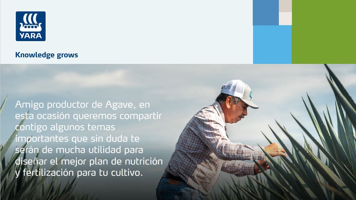 Cultivo de Agave