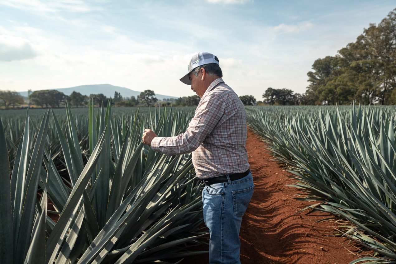 Agave Manuel