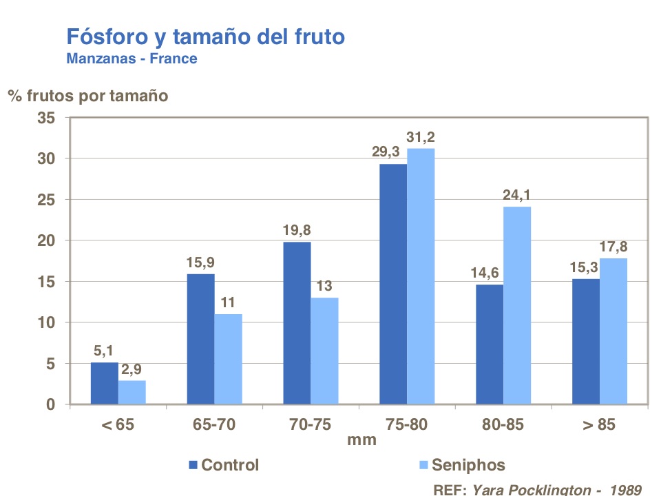 Fosforo