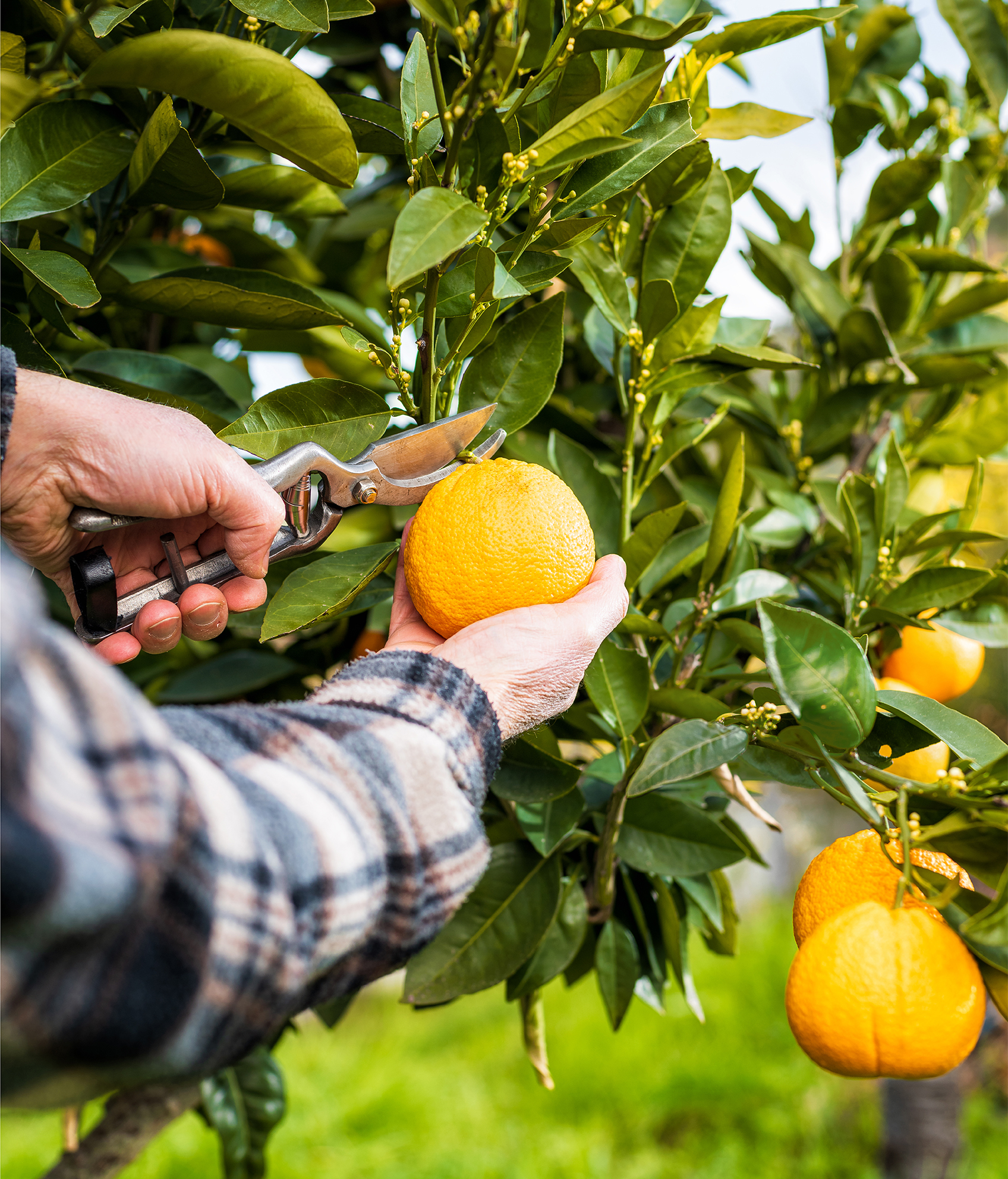 Cómo aumentar la producción de cítricos